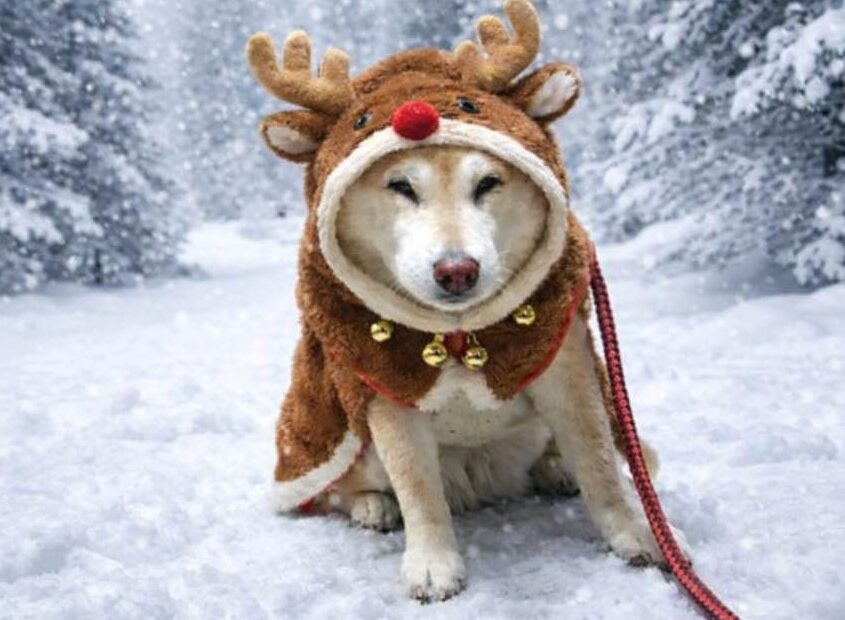 柴犬まるこ 2025.12.25 クリスマス　トナカイ