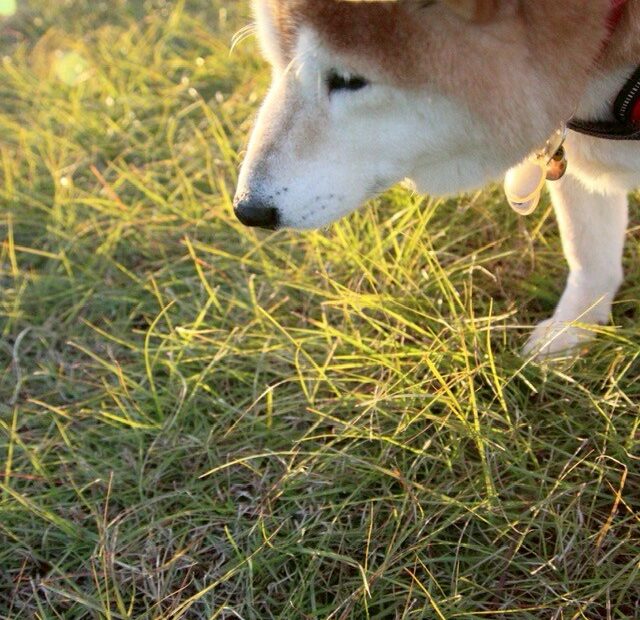 柴犬まるこ 2025 15歳