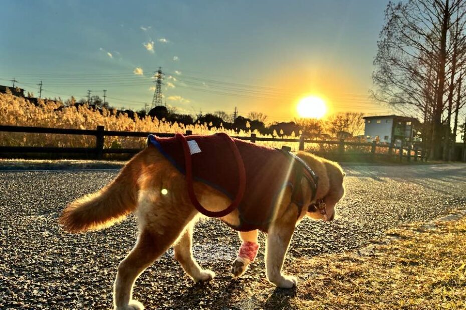 柴犬まるこ 15歳　20260110